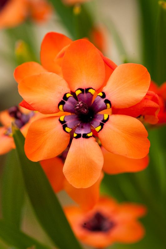 Orange And Black Sparaxis Flower Seeds For Easy Planting