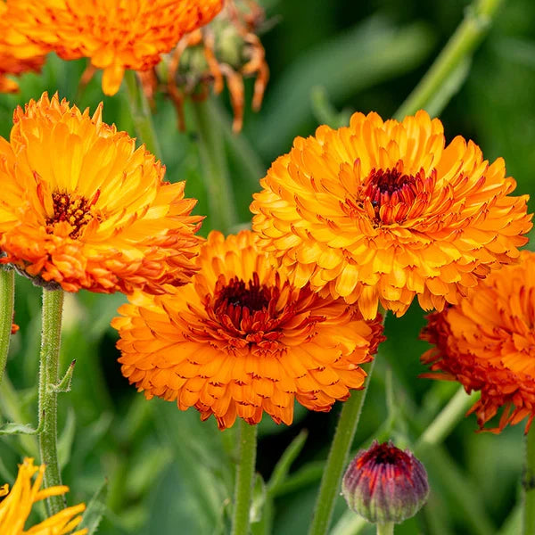 Calendula Flower seeds for Planting Seasonal Bloomer Heirloom & GMO Free Seeds for Home Garden