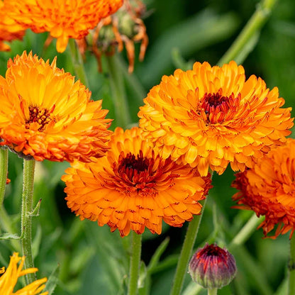 Calendula Flower seeds for Planting Seasonal Bloomer Heirloom & GMO Free Seeds for Home Garden