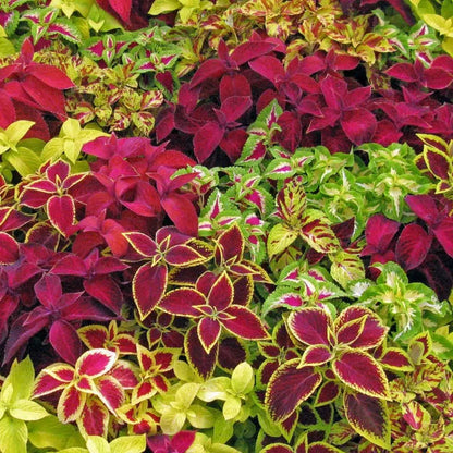 Mixed Coleus Flower seeds for Planting Pollinator Friendly Heirloom & GMO Free Seeds for Home Garden