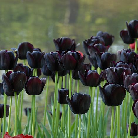 Black Tulip Flower seeds for Planting Cottage Garden Essential, Heirloom & GMO Free Seeds for Home Garden vegetable and garden seeds