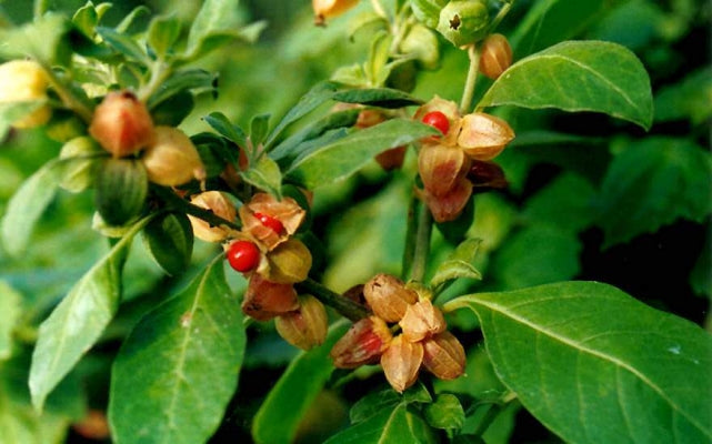 Ashwagandha Flower seeds for Planting Wildflower Mix Heirloom & GMO Free Seeds for Home Garden