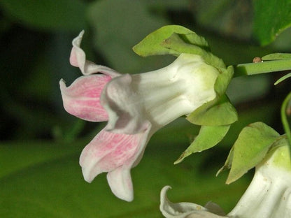 Araujia Flower seeds for Planting Perfect for Borders Heirloom & GMO Free Seeds for Home Garden