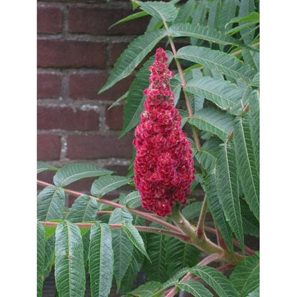 Vinegar Tree Planting - Seed for Thriving Growth in Your Garden