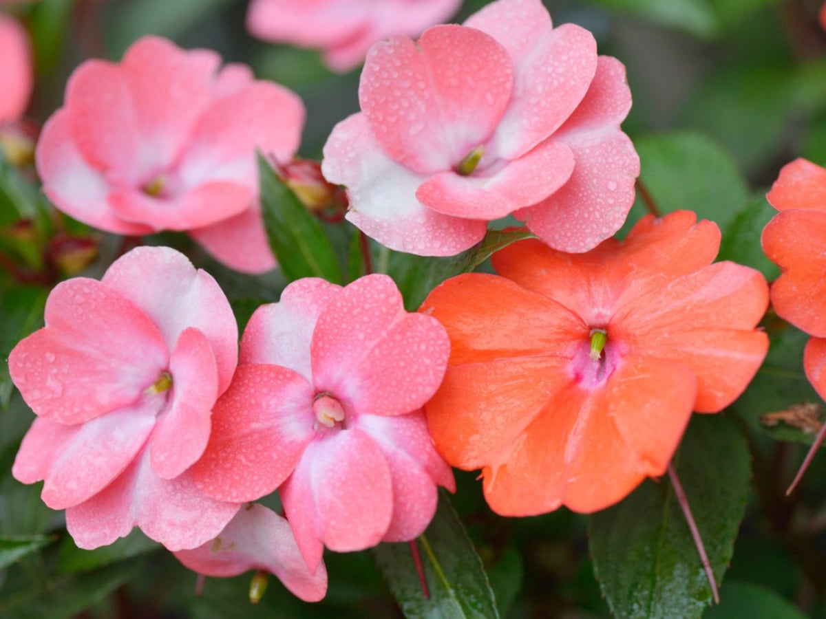 Heirloom Impatiens Flower seeds for Planting Sun Loving Heirloom & GMO Free Seeds for Home Garden