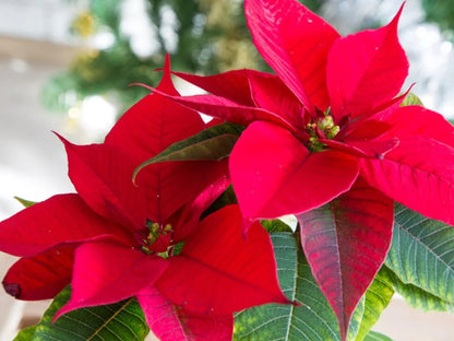 Poinsettia Flower seeds for Planting - Bright Blooms, Heirloom & GMO Free Seeds for Home Garden