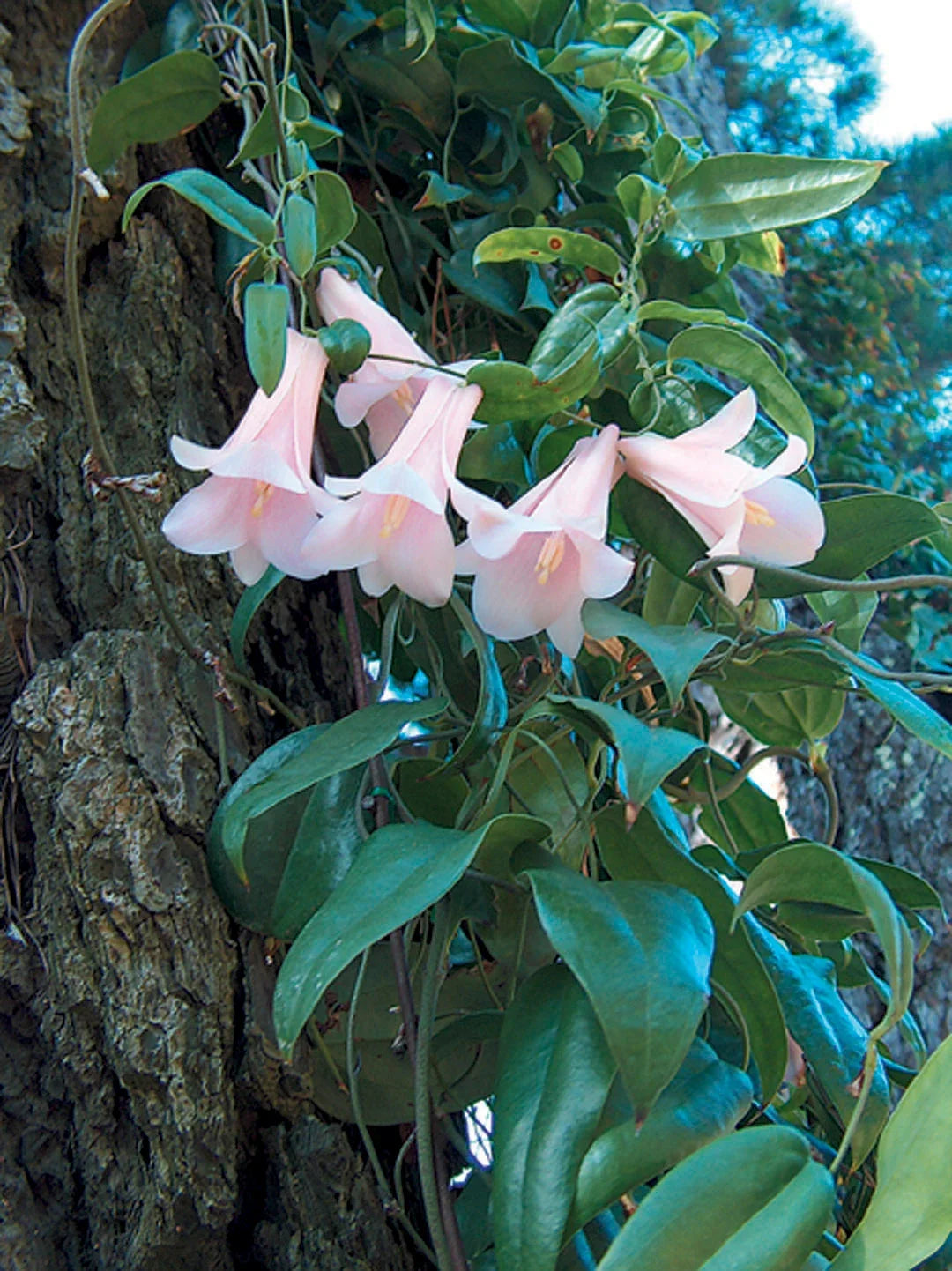 Chilean Bell Flower seeds for Planting Seasonal Bloomer Heirloom & GMO Free Seeds for Home Garden