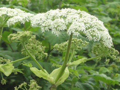 Heracleum Lanatum Flower seeds for Planting Long Bloom Season Heirloom & GMO Free Seeds for Home Garden 
 
 Sale