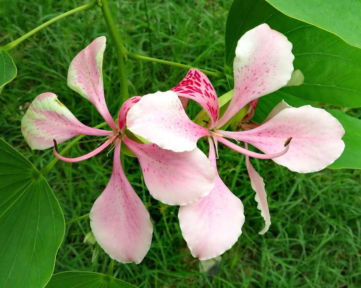 Variegata Flower seeds for Planting Hardy Variety Heirloom & GMO Free Seeds for Home Garden