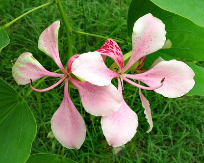 Variegata Flower seeds for Planting Hardy Variety Heirloom & GMO Free Seeds for Home Garden
