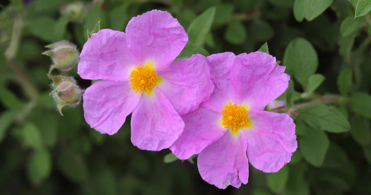 Zistrose Flower seeds for Planting Easy to Grow, Heirloom & GMO Free Seeds for Home Garden vegetable and garden seeds