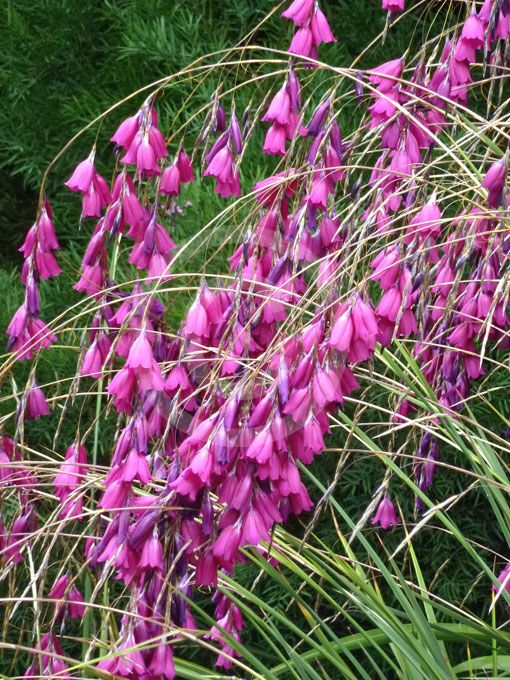 Purple Dierama Pendulum Flower seeds for Planting Pollinator Friendly, Heirloom & GMO Free Seeds for Home Garden vegetable and garden seeds