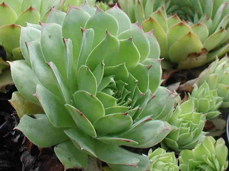 Green Sempervivum Flower seeds for Planting Perfect for Borders, Heirloom & GMO Free Seeds for Home Garden vegetable and garden seeds