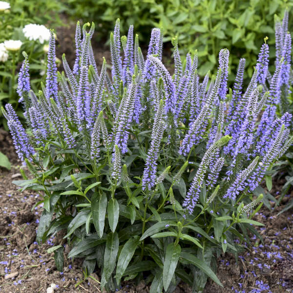 High quality Veronica Flower seeds for Planting Seasonal Bloomer, Heirloom & GMO Free Seeds for Home Garden seeds pack