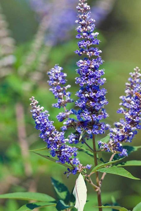 Premium Purple Angus Castus Flower seeds for Planting Seasonal Bloomer, Heirloom & GMO Free Seeds for Home Garden seeds