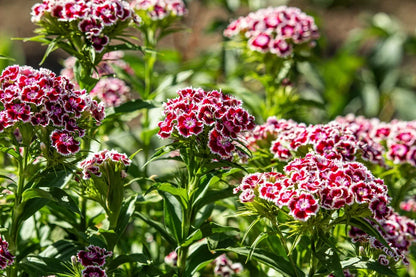 Heirloom William Flower seeds for Planting Shade Tolerant Heirloom & GMO Free Seeds for Home Garden