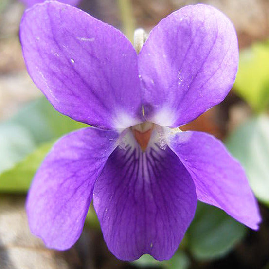 Viola Charlotte Flower seeds for Planting Seasonal Bloomer Heirloom & GMO Free Seeds for Home Garden