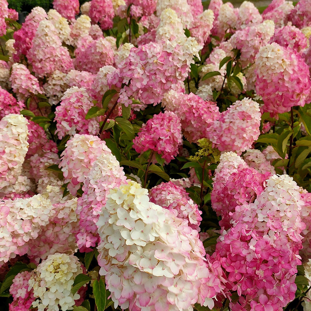 Premium Hydrangea Paniculata Flower seeds for Planting Low Maintenance, Heirloom & GMO Free Seeds for Home Garden seeds