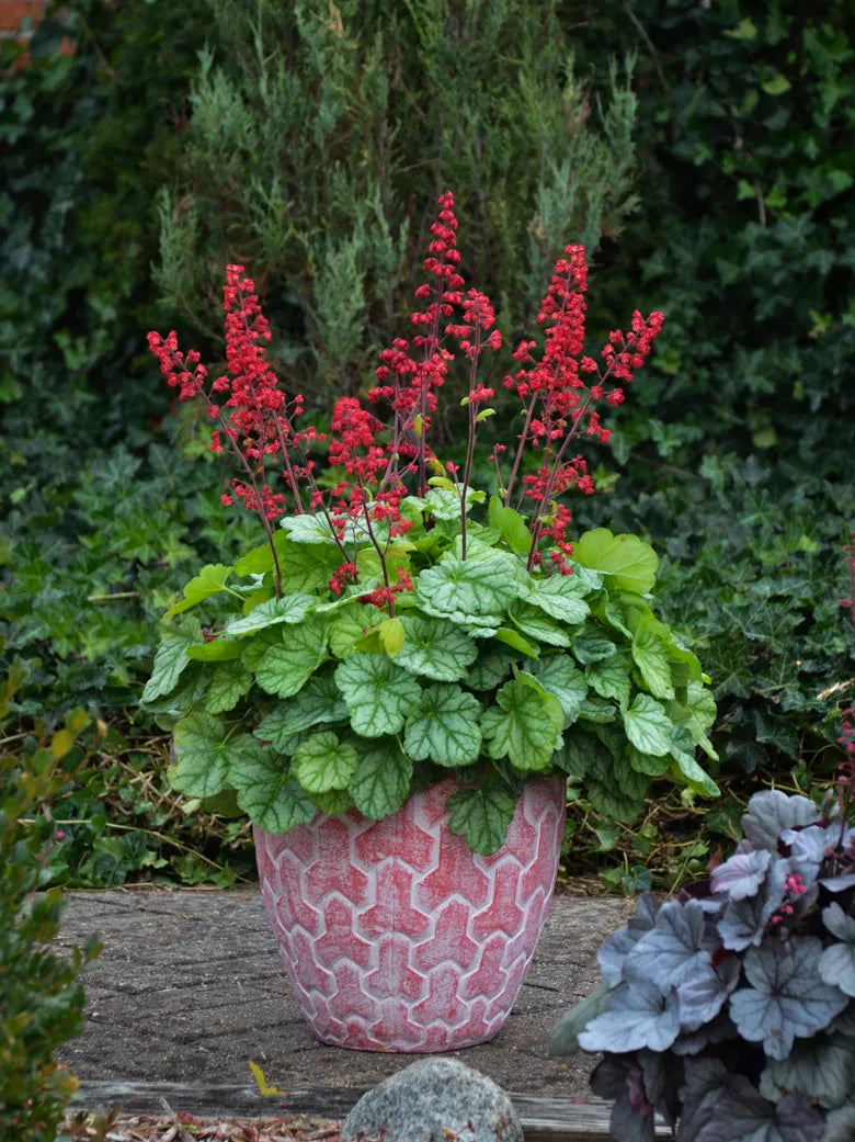 Heuchera Versatile Foliage Superstars Flower seeds for Planting Drought Tolerant Heirloom & GMO Free Seeds for Home Garden