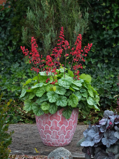 Heuchera Versatile Foliage Superstars Flower seeds for Planting Drought Tolerant Heirloom & GMO Free Seeds for Home Garden