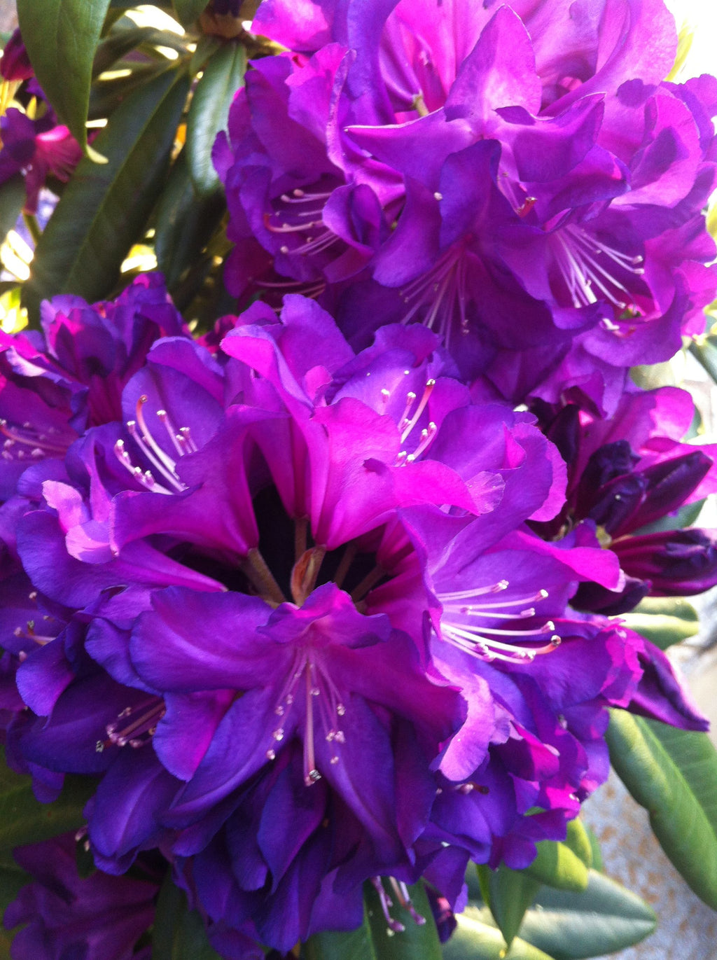 Premium Purple Rhododendron Flower seeds for Planting Pollinator Friendly, Heirloom & GMO Free Seeds for Home Garden seeds