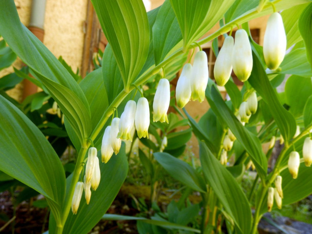 White Solomons Flower seeds for Planting Cottage Garden Essential, Heirloom & GMO Free Seeds for Home Garden seeds for planting