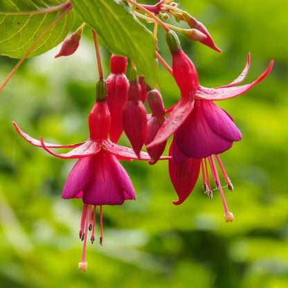 Red Pink Fuchsia Hybrida Flower seeds for Planting Low Maintenance Heirloom & GMO Free Seeds for Home Garden