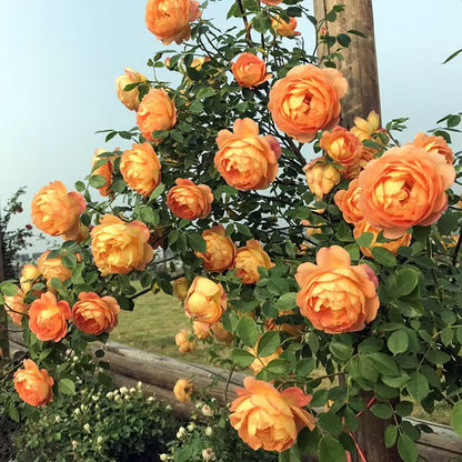 Orange Climbing Rose Seeds Flower seeds for Planting Hardy Variety Heirloom & GMO Free Seeds for Home Garden