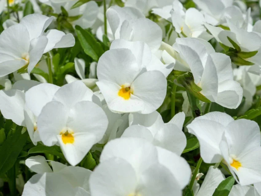 Premium Tricolor Pansy Flower seeds for Planting Seasonal Bloomer, Heirloom & GMO Free Seeds for Home Garden seeds