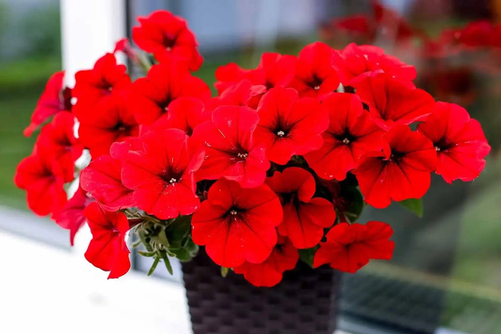 Red Velour Flower seeds for Planting Colorful Display, Heirloom & GMO Free Seeds for Home Garden vegetable and garden seeds