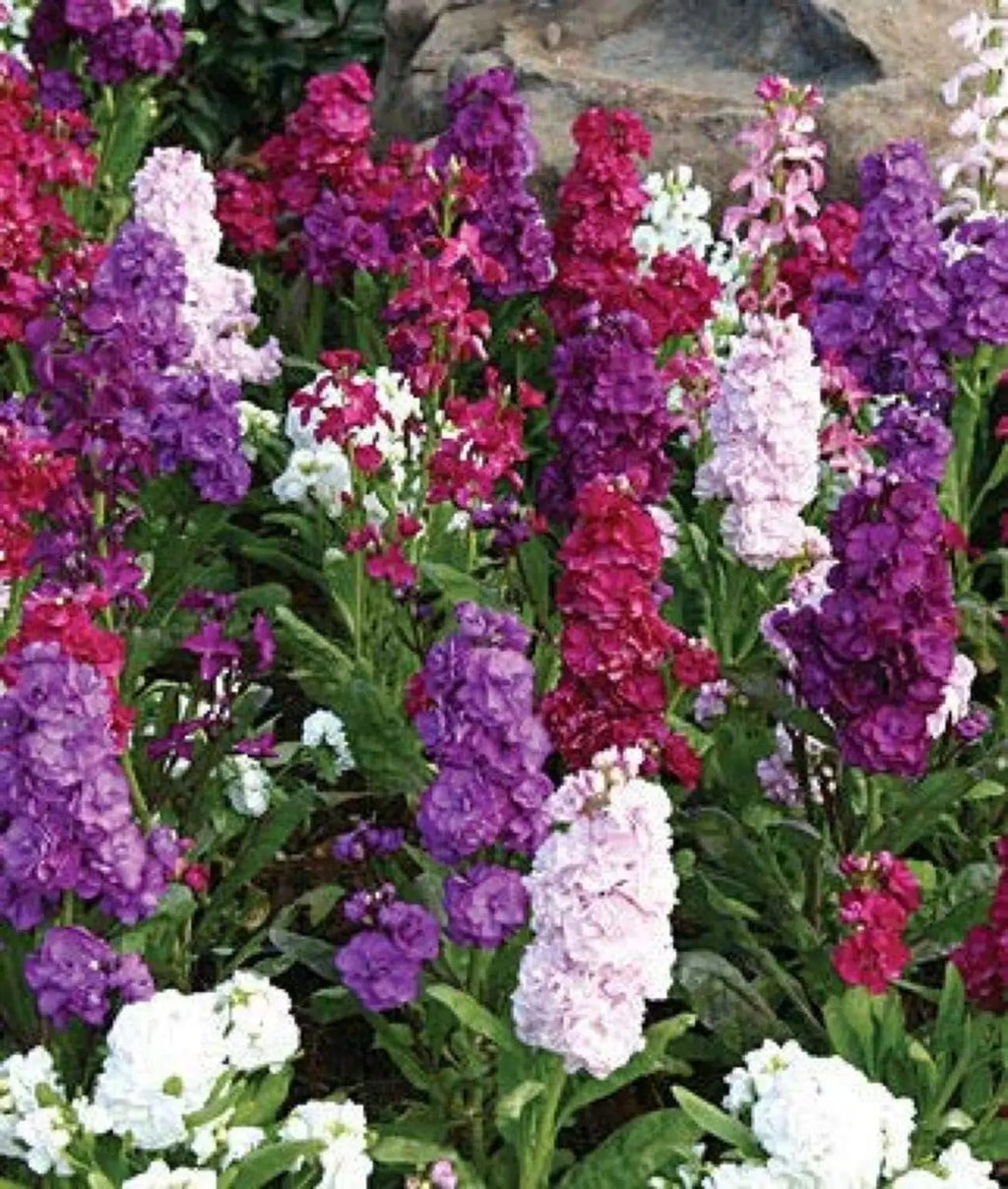 Premium Mixed Matthiola Incana Flower seeds for Planting Fragrant Blossoms, Heirloom & GMO Free Seeds for Home Garden seeds