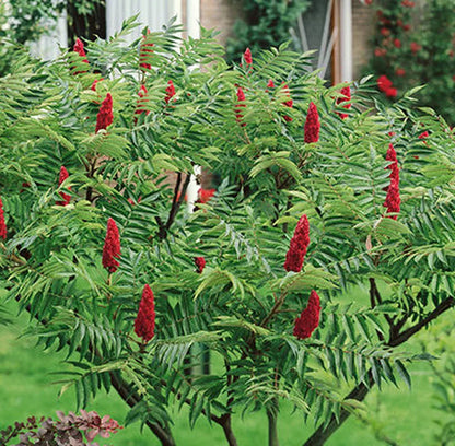 Vinegar Tree Planting - Seed for Thriving Growth in Your Garden