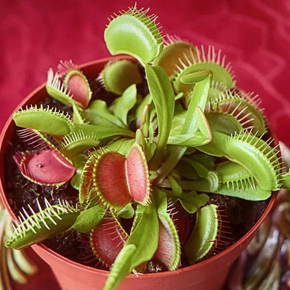 High quality Green Venus Fly Trap Flower seeds for Planting Wildflower Mix, Heirloom & GMO Free Seeds for Home Garden seeds pack