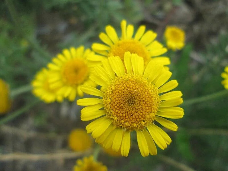 Marigold Chrysanthemum Flower seeds for Planting Seasonal Bloomer Heirloom & GMO Free Seeds for Home Garden