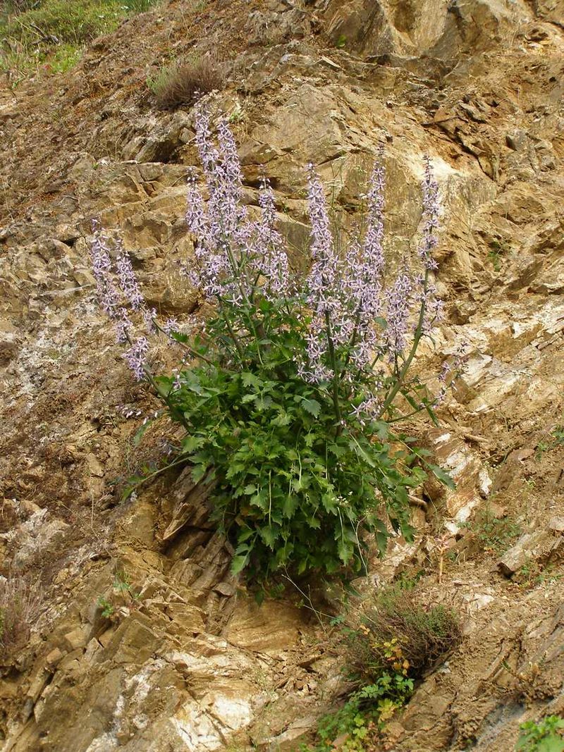 Blue Petromarula Pinnata Flower seeds for Planting Wildflower Mix, Heirloom & GMO Free Seeds for Home Garden seeds for home gardening