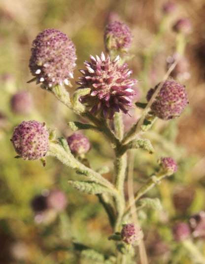 Pterocaulon Flower seeds for Planting Vibrant Colors Heirloom & GMO Free Seeds for Home Garden