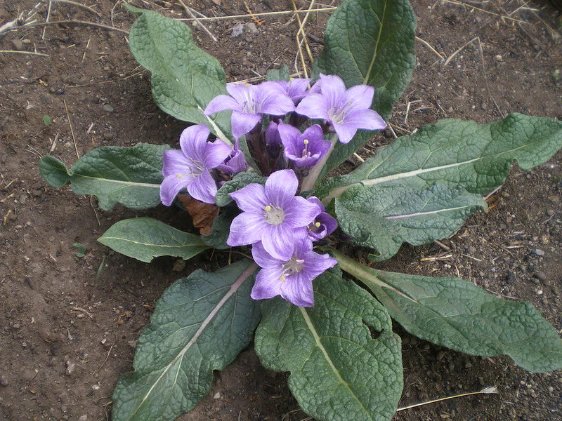 Premium Mandragora Flower seeds for Planting Sun Loving, Heirloom & GMO Free Seeds for Home Garden seeds