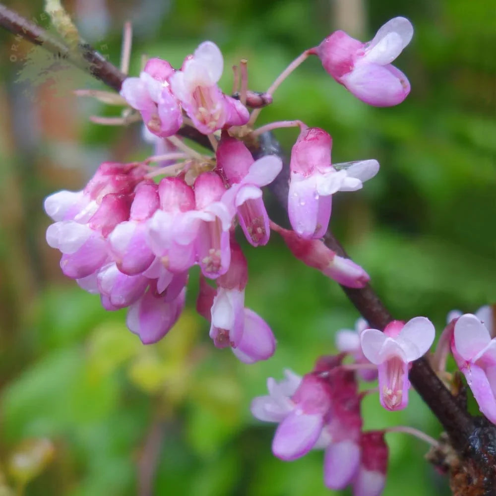 Heirloom Cercis Siliquastrum Flower seeds for Planting Easy to Grow Heirloom & GMO Free Seeds for Home Garden 
 
 Sale