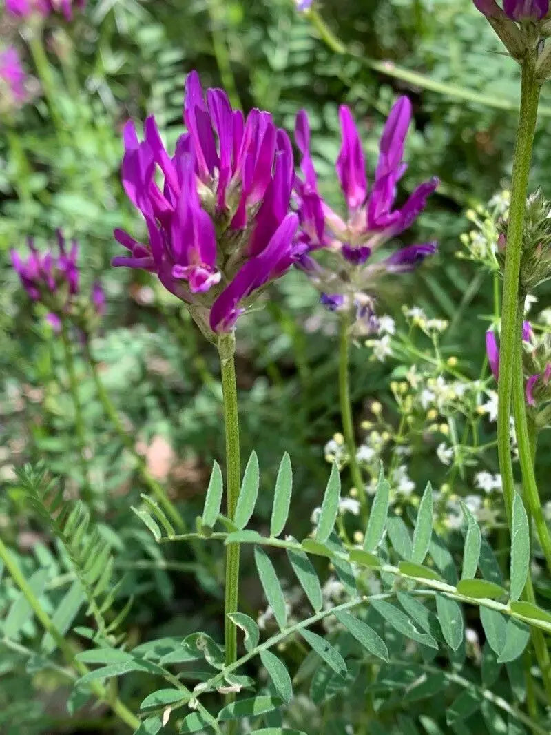 Purple Astragalus Flower seeds for Planting Drought Tolerant, Heirloom & GMO Free Seeds for Home Garden vegetable and garden seeds