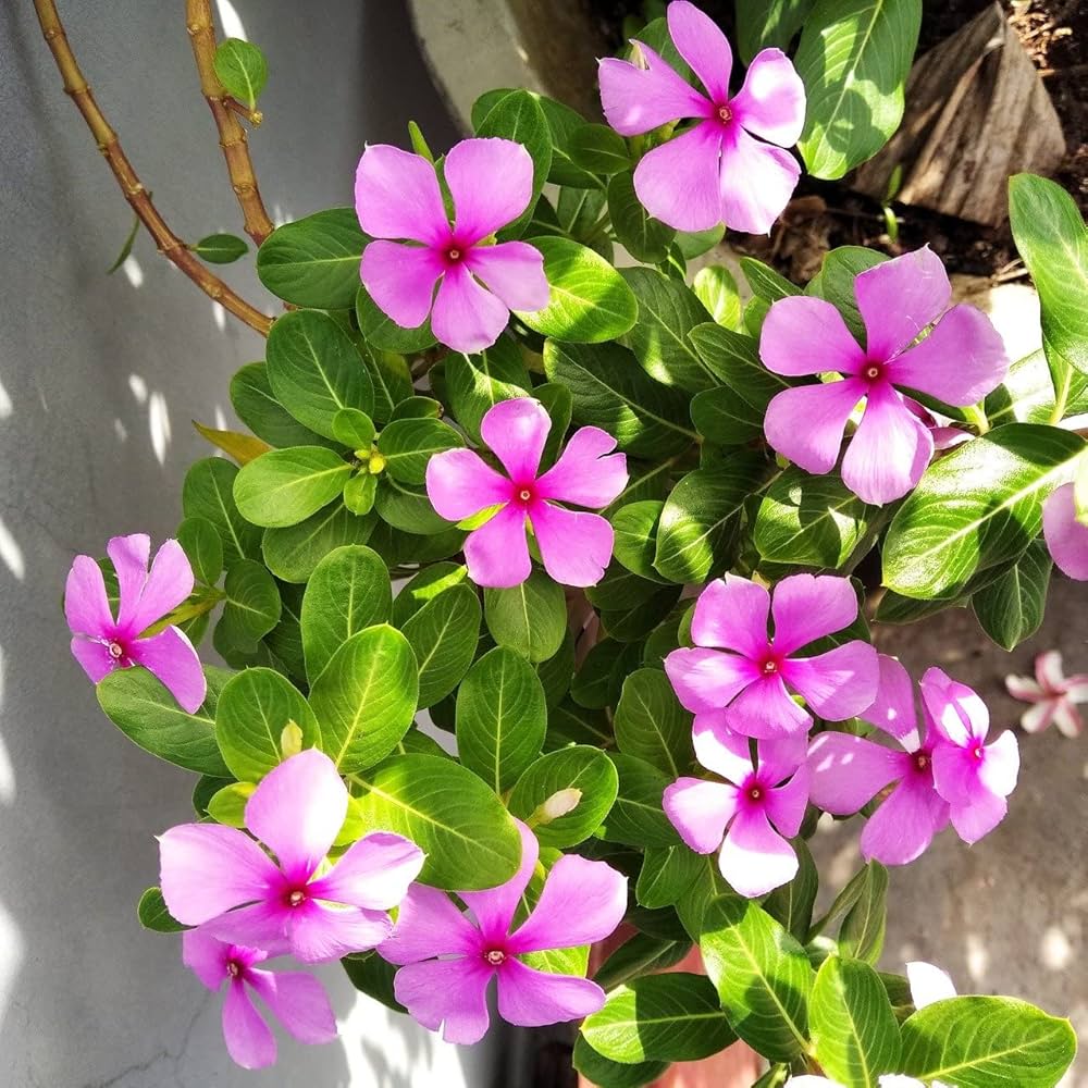 Periwinkle Pink Flower seeds for Planting Wildflower Mix, Heirloom & GMO Free Seeds for Home Garden vegetable and garden seeds