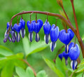 Blue Bleeding Heart Flower seeds for Planting Long Bloom Season, Heirloom & GMO Free Seeds for Home Garden seeds for planting