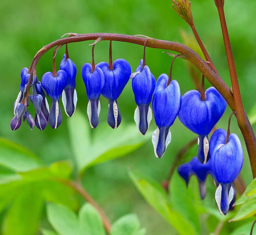 Blue Bleeding Heart Flower seeds for Planting Long Bloom Season, Heirloom & GMO Free Seeds for Home Garden seeds for planting