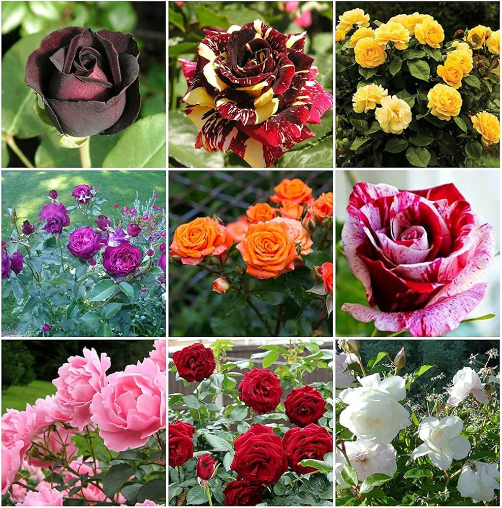 Mixed Rose Rainbow Bonsai seeds for Planting - Low Maintenance, Heirloom & GMO Free Seeds for Home Garden