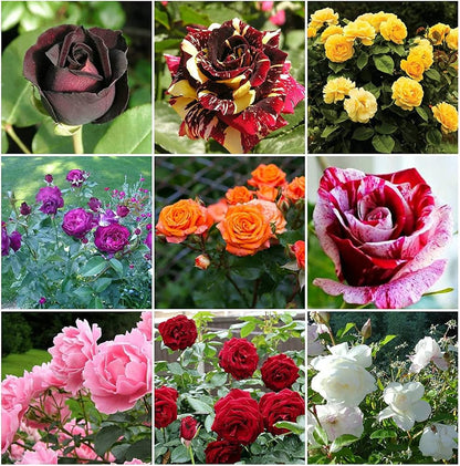 Mixed Rose Rainbow Bonsai seeds for Planting - Low Maintenance, Heirloom & GMO Free Seeds for Home Garden