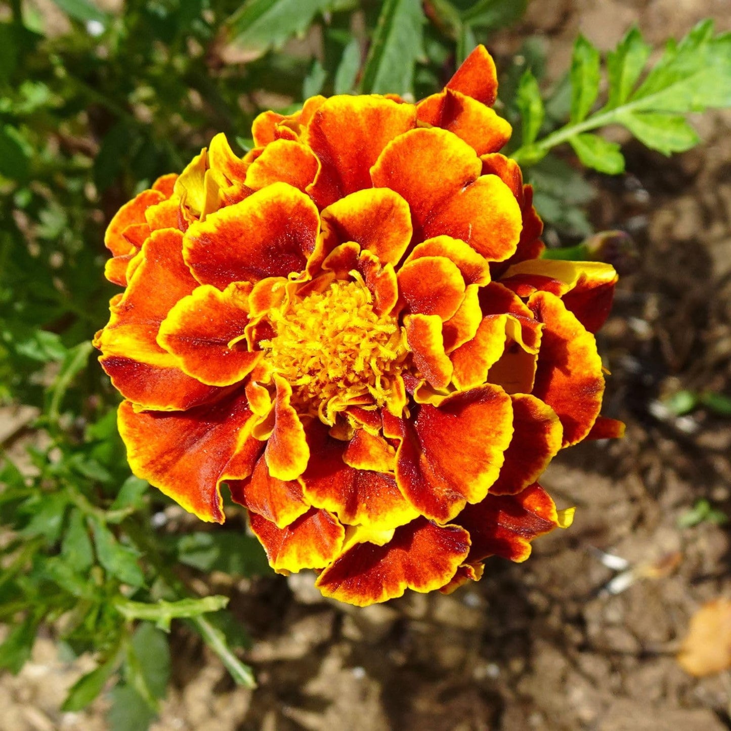 Marigold Sparky Flower seeds for Planting Cut Flower Favorite Heirloom & GMO Free Seeds for Home Garden