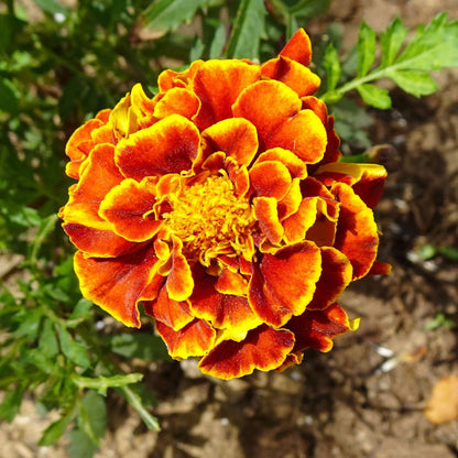 Marigold Sparky Flower seeds for Planting Cut Flower Favorite Heirloom & GMO Free Seeds for Home Garden