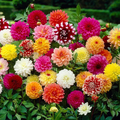 Heirloom Dahlias Flower seeds for Planting Vibrant Colors Heirloom & GMO Free Seeds for Home Garden