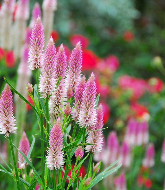 Heirloom Celosia Spicata Flower seeds for Planting Seasonal Bloomer Heirloom & GMO Free Seeds for Home Garden