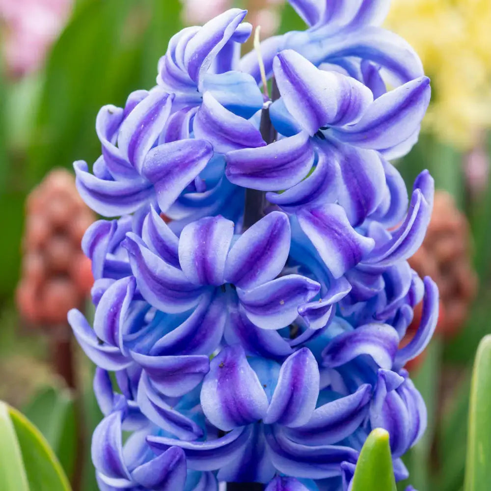 High quality Blue Hyacinthus Flower seeds for Planting Wildflower Mix, Heirloom & GMO Free Seeds for Home Garden seeds pack