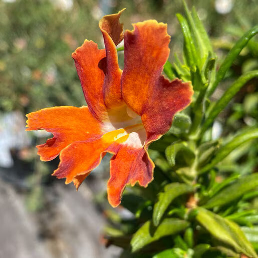 Orange Mimulus Flower seeds for Planting Wildflower Mix, Heirloom & GMO Free Seeds for Home Garden vegetable and garden seeds